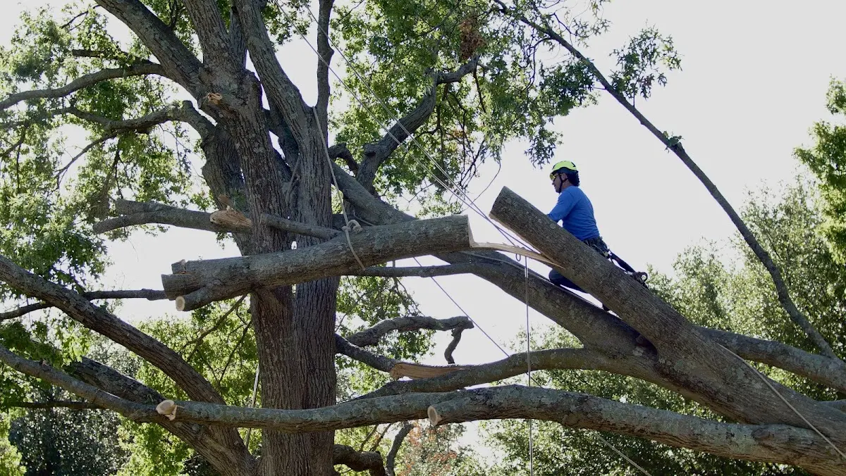 Professional Crown Thinning performed by certified arborists in Deepwater