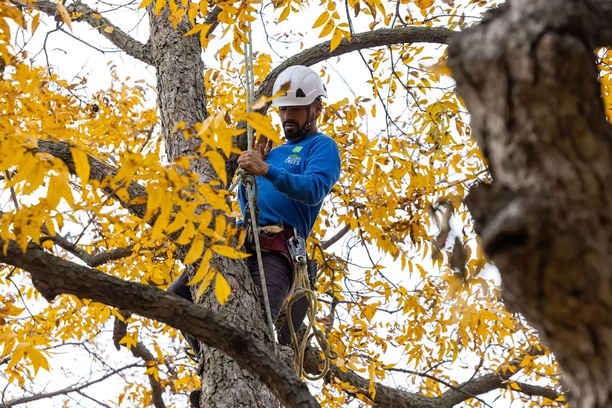 Skilled Tree Transplanting crew working in Deepwater